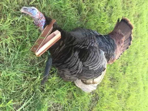 custom short box turkey calls