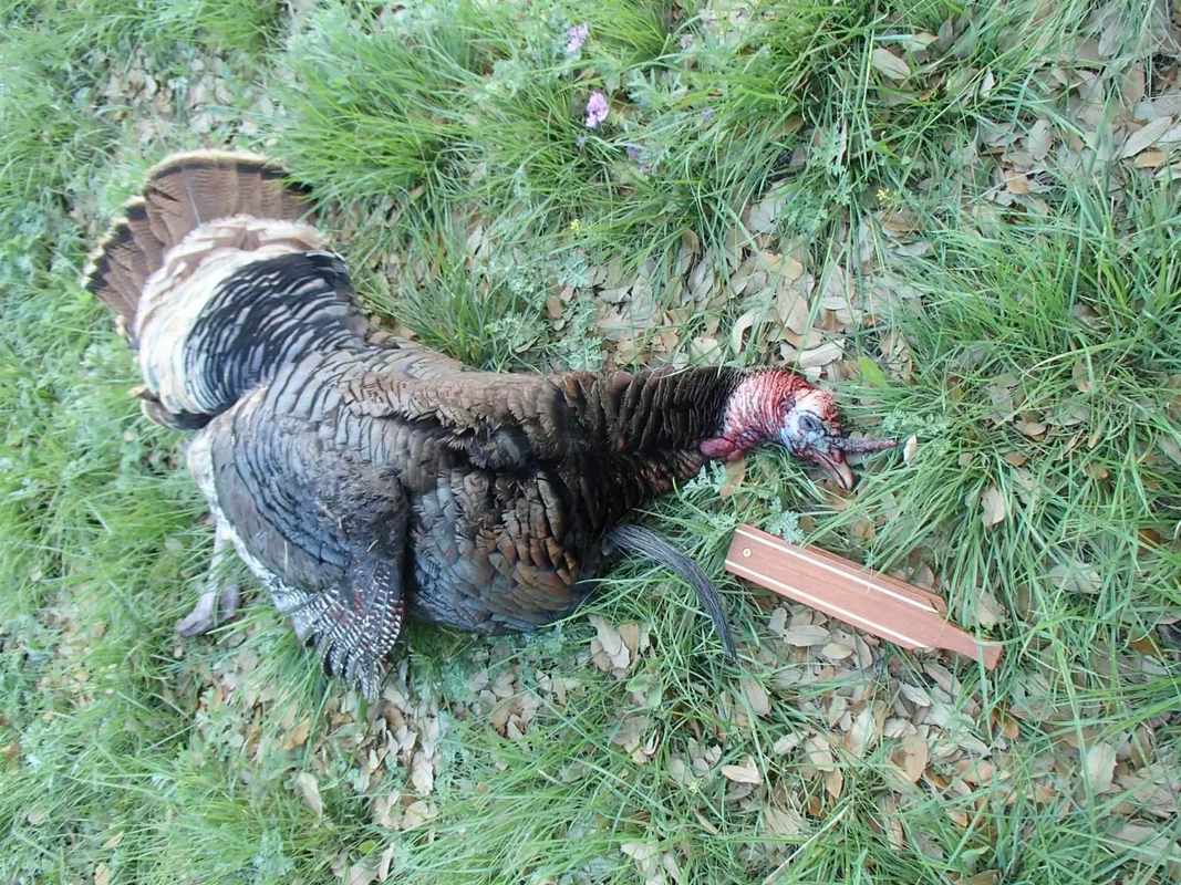 custom short box turkey call